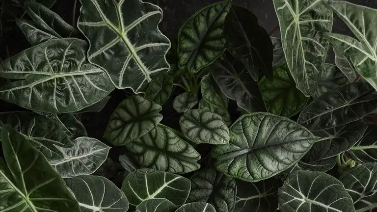 Alocasia - facts and tips on care