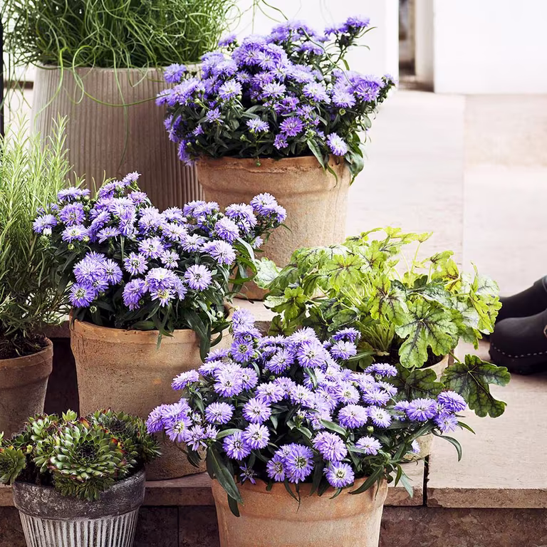 Aster – plantering och skötsel 