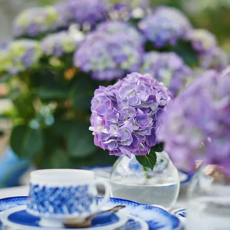 Hydrangea – facts and care advice