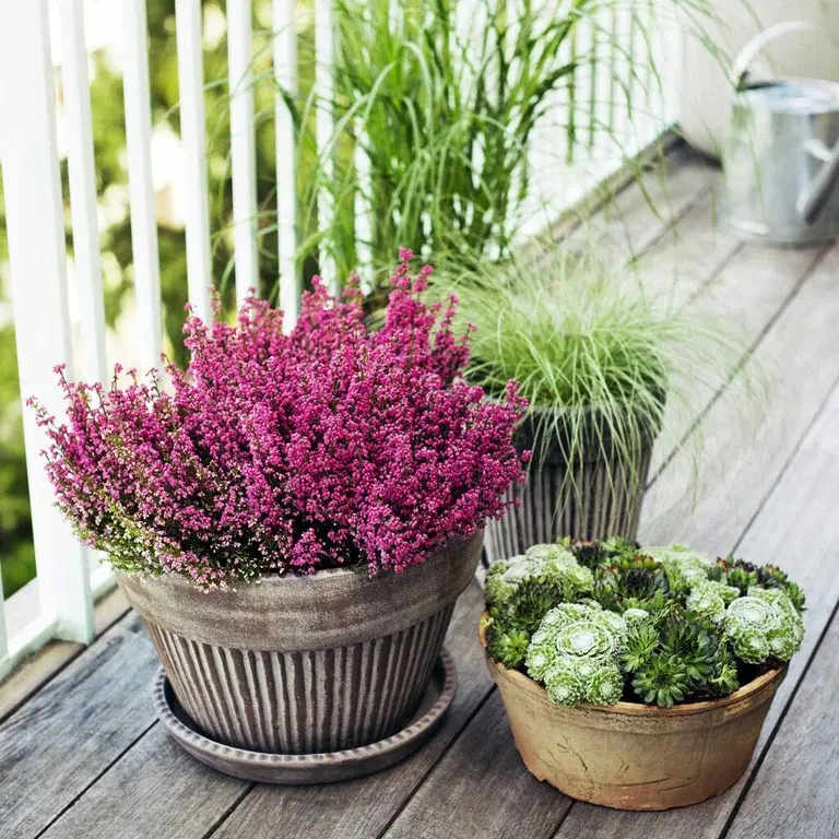 Autumn heather 'Erica' – planting and care