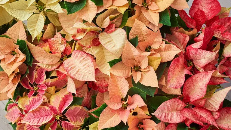 Höststjärna – fakta och skötselråd 