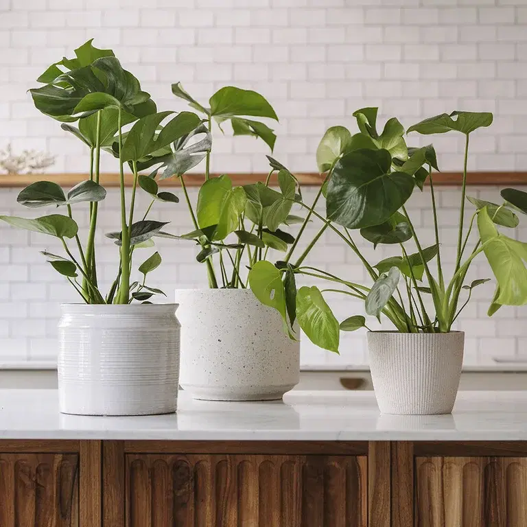 Monstera (swiss cheese plant) - facts and care advice