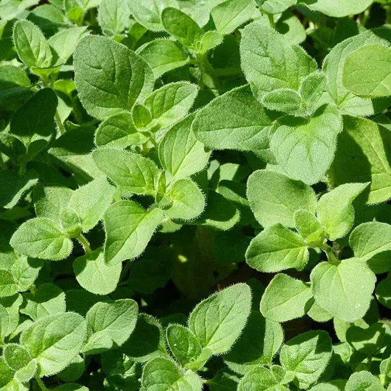 Oregano - grow your own