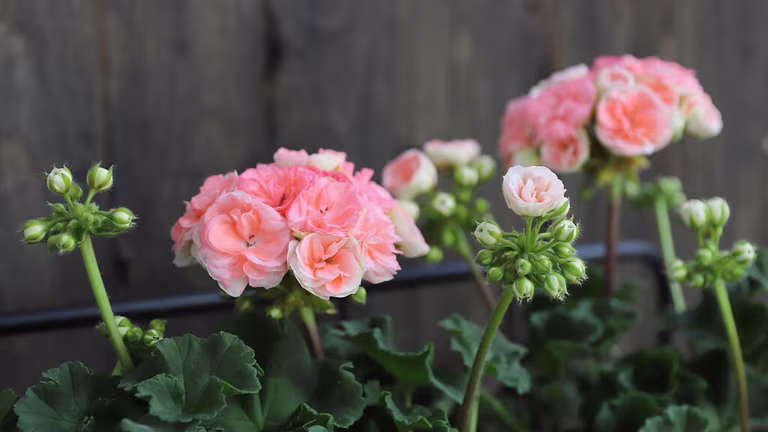 Pelargonium 'Astrid'