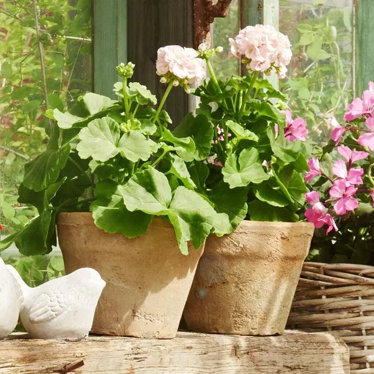 Pelargonium 'Queen Ingrid' – the majesty of the classic garden