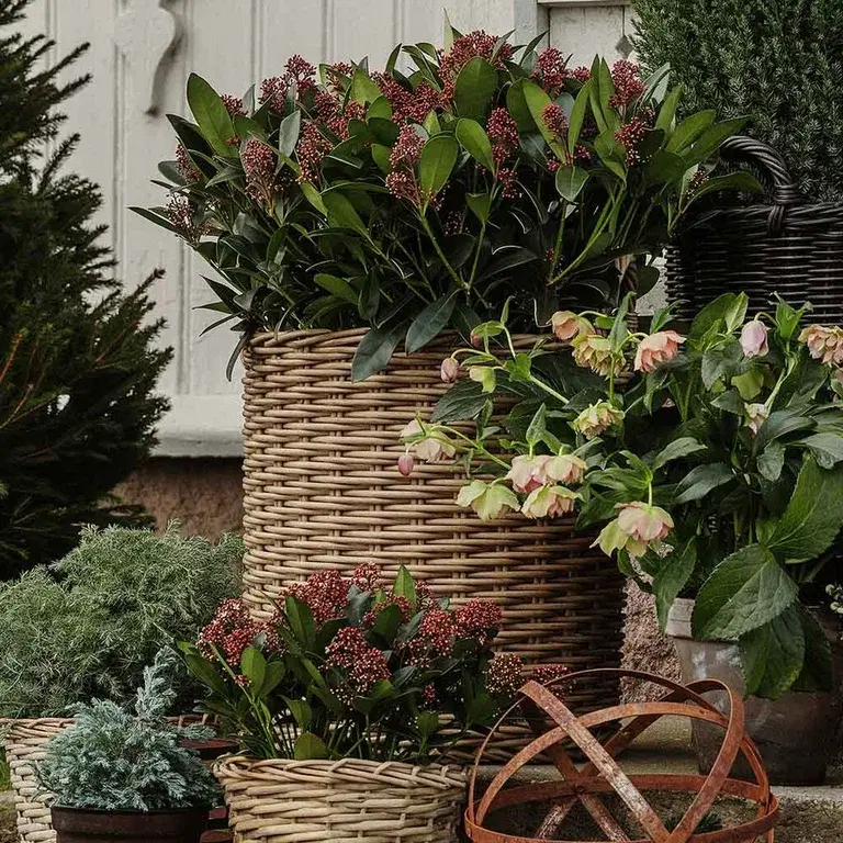 Vinterbär – plantering och skötsel