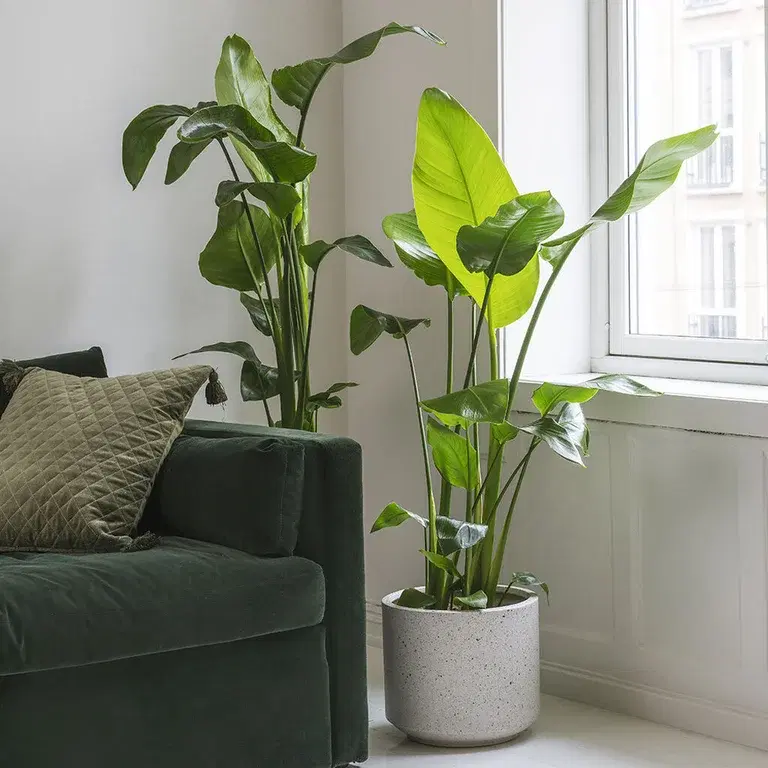 Strelitzia - facts and advice on care