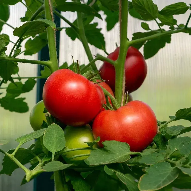 Tomatoes – grow your own