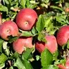 Äpple
