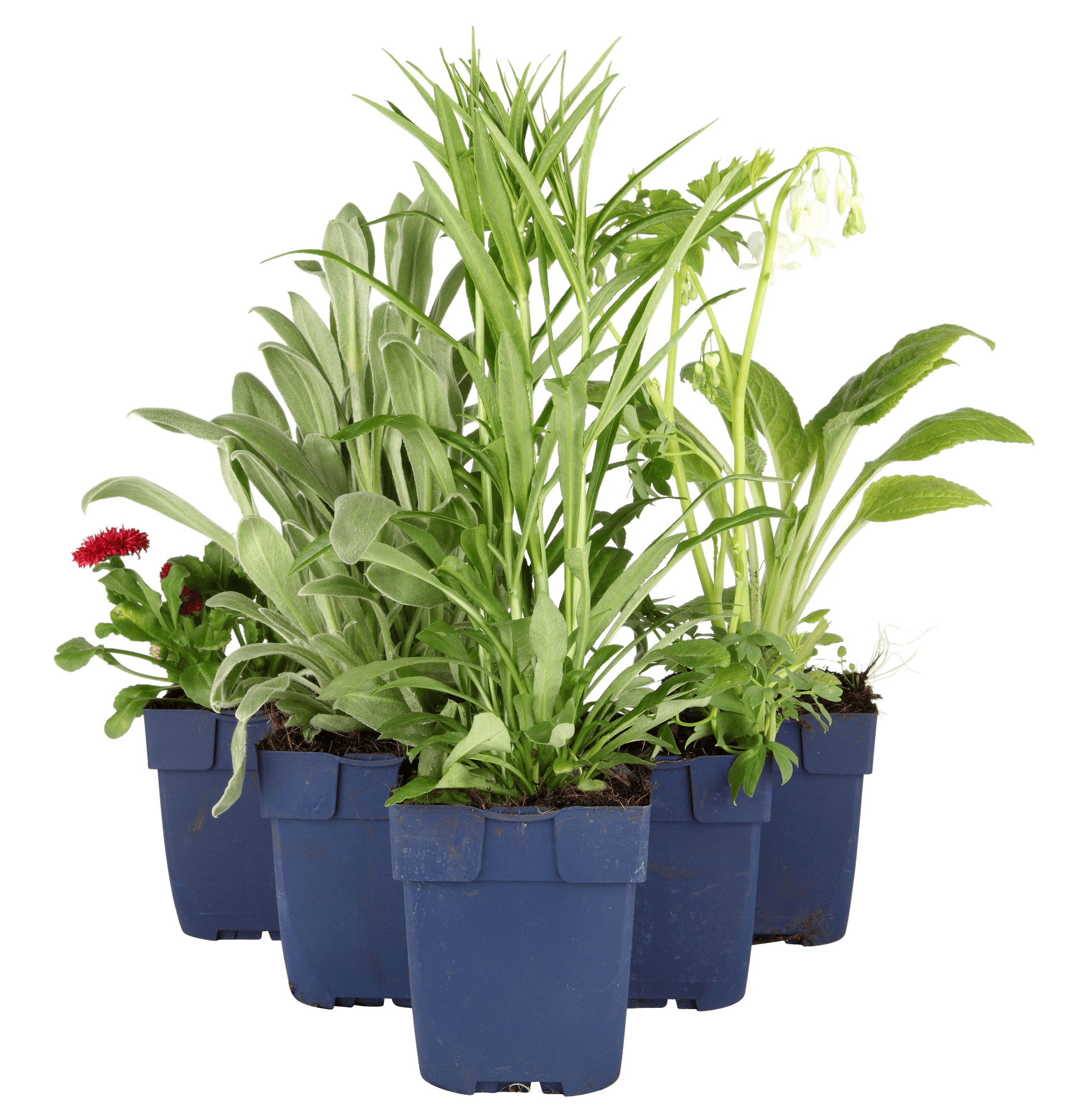 Perenner i pantbar kruka