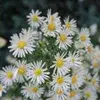 Blommande