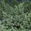 En