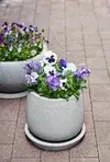 Vårblommor