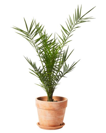 Övriga medelhavsväxter