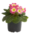 Blommande växter