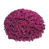 Höstblommor