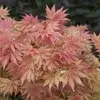 Japanska träd
