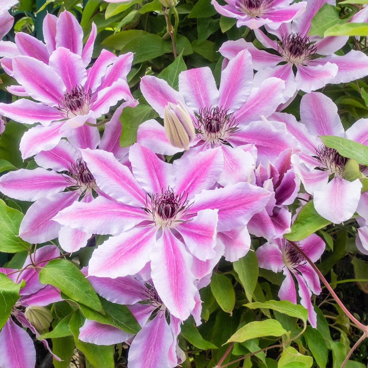 Kläng- och klätterväxter