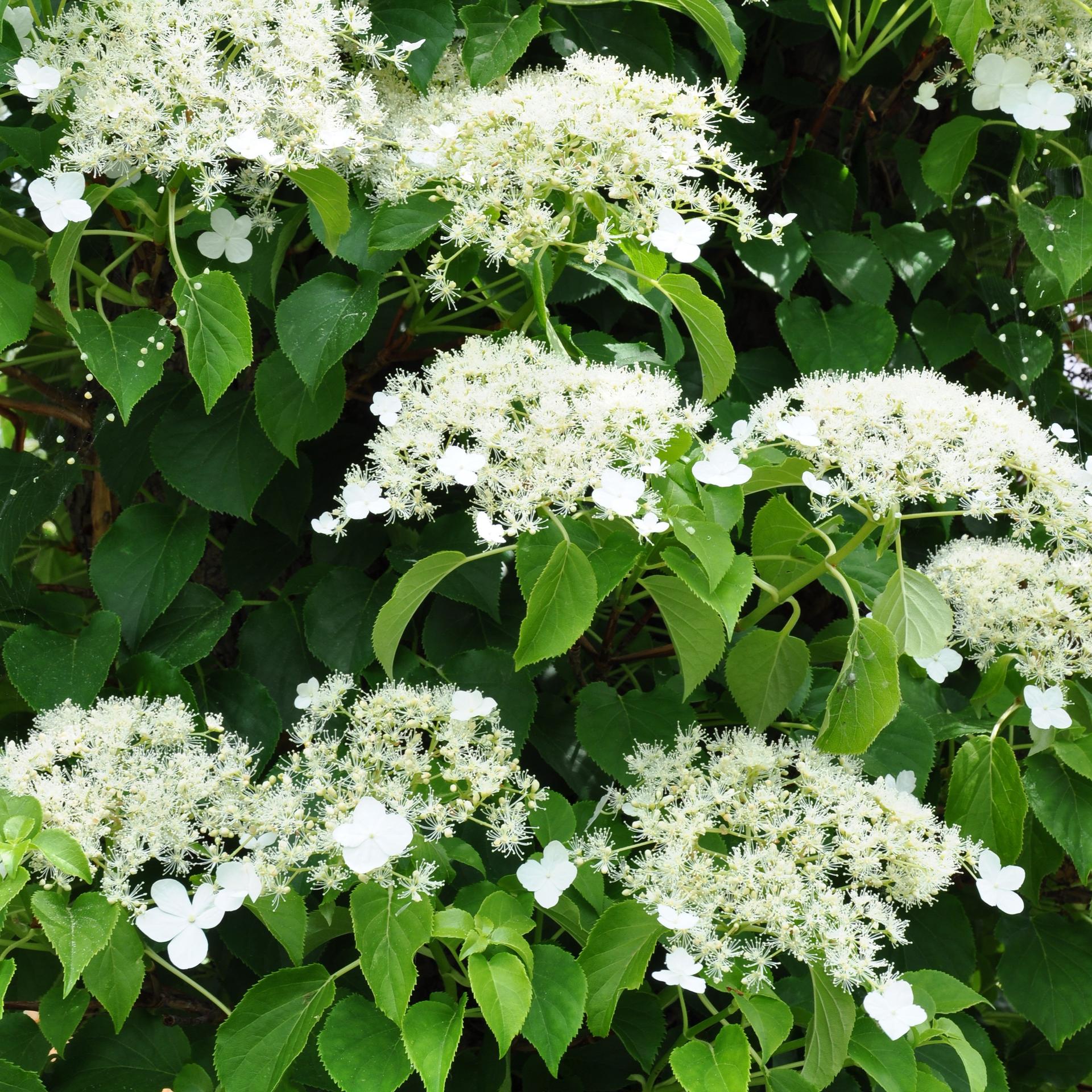 Övriga klätterväxter