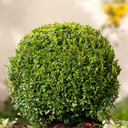 Buxus