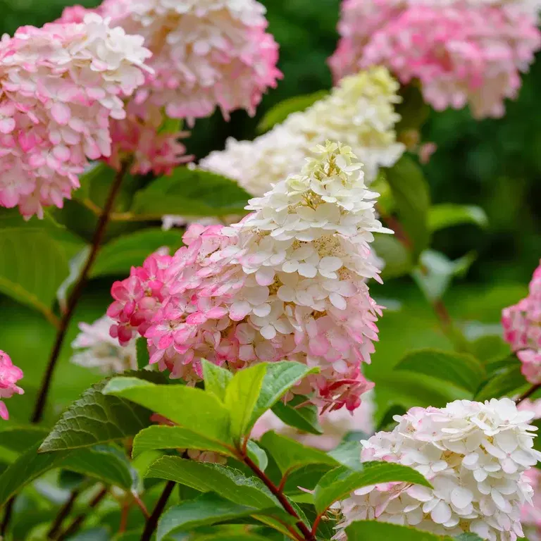 Hydrangea - planting and care