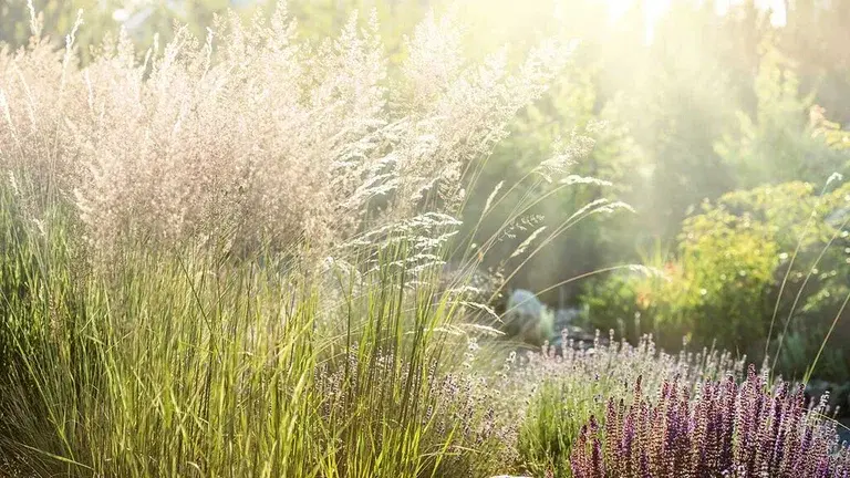 Ornamental grasses – planting and care