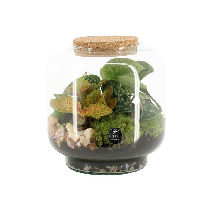 Terrarium