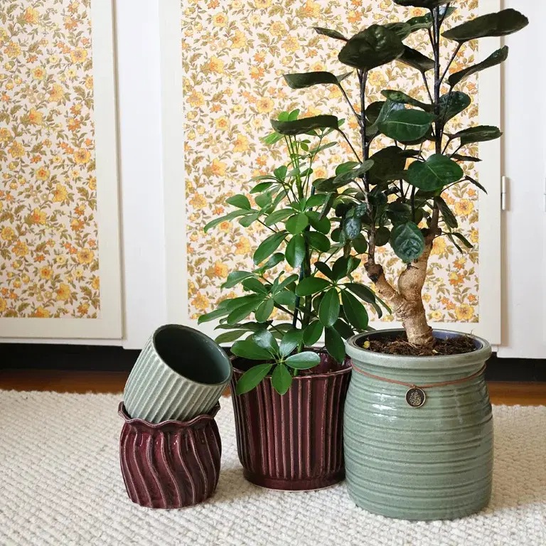 Decorate with indoor plants