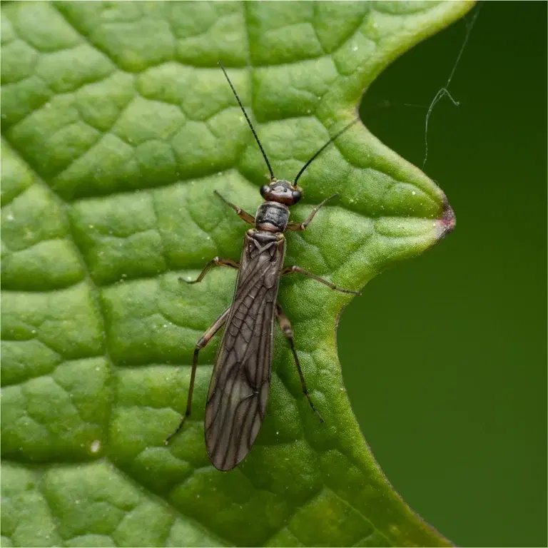 Trips på inomhusväxter: Så blir du av med den plågsamma gästen