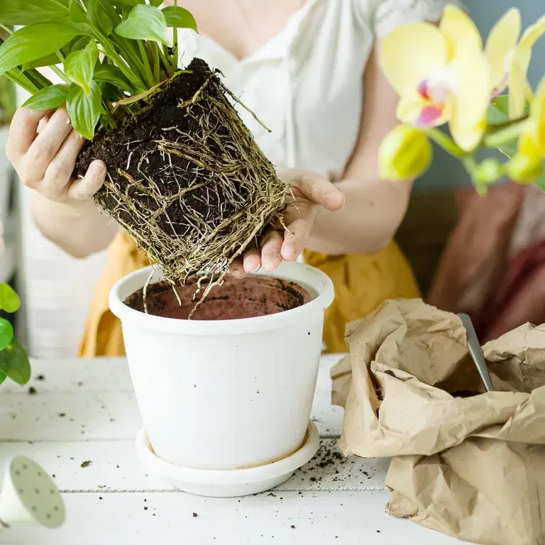 Orkidéer – nya sätt att arrangera dem 