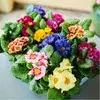 Blomfröer