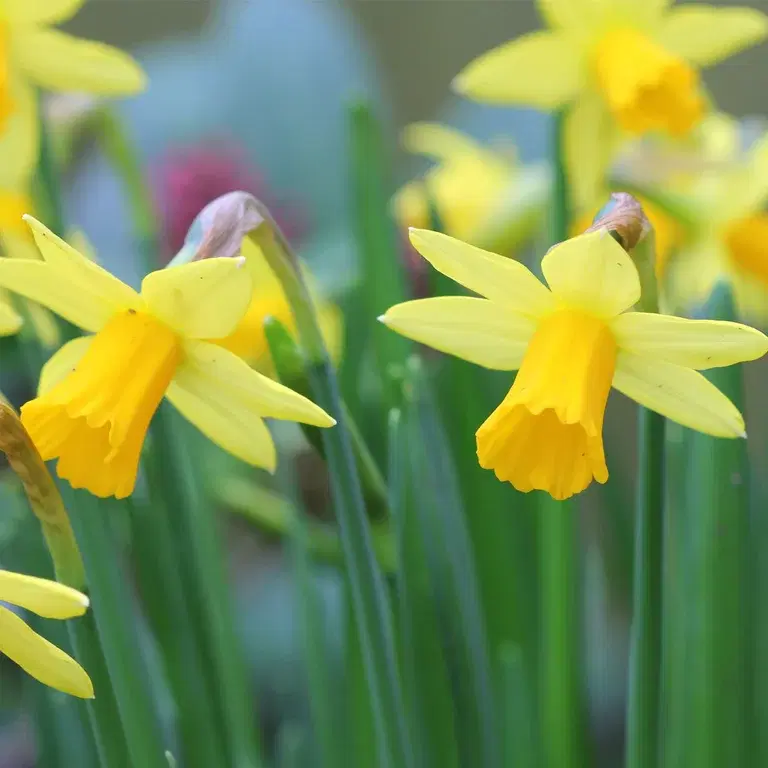 Minipåsklilja (Tête-à-Tête) – plantering och skötsel 