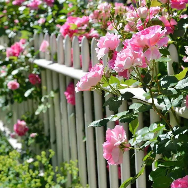 Creating a rose garden – how to succeed