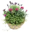 Blomstergrupper ute