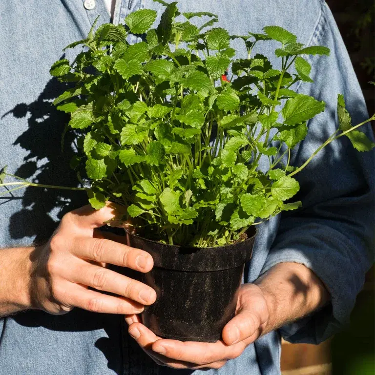 Buy the pot that the soil eats up