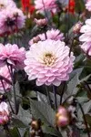 Sommarblommor