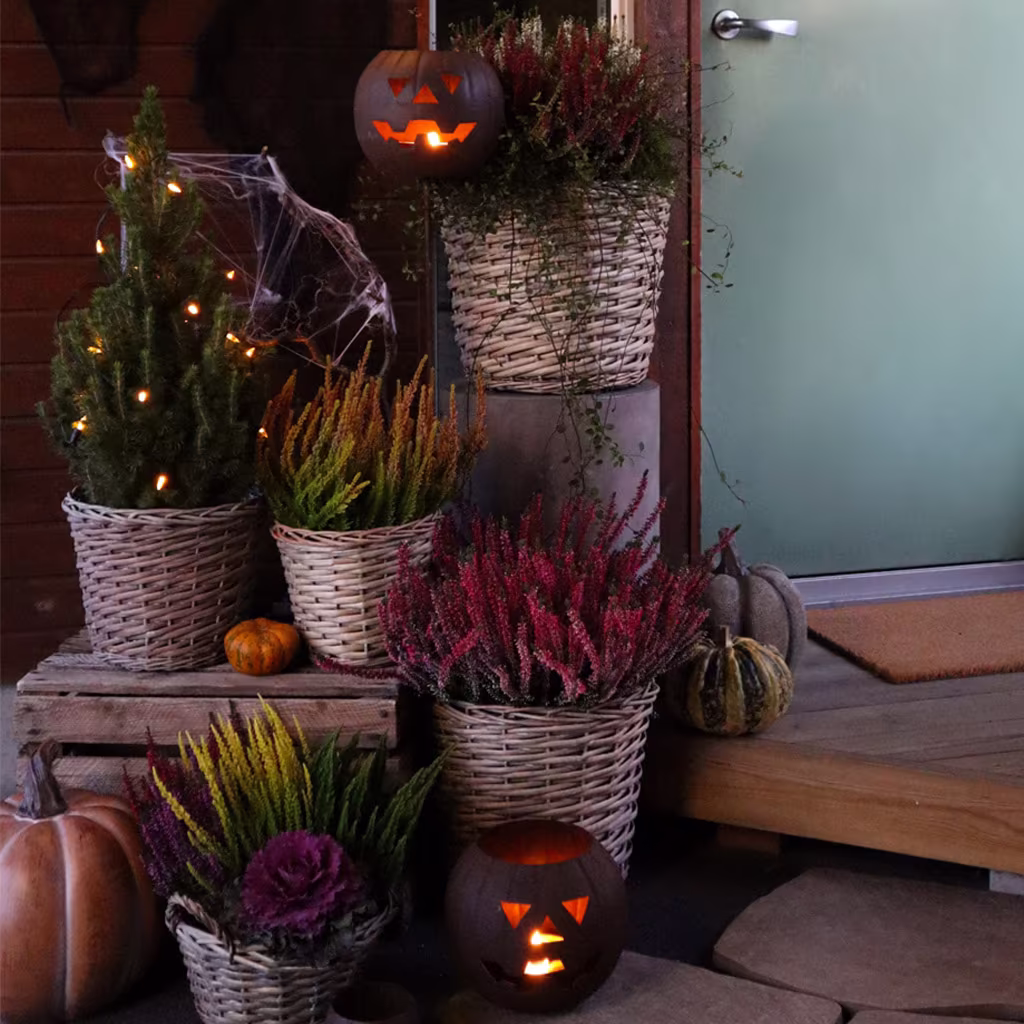Halloween i trädgården – 6 enkla knep för att skrämmas (och imponera!)