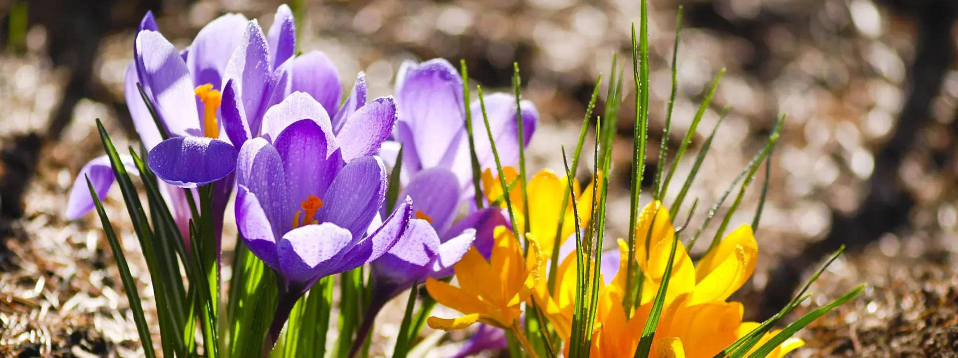 Lavender – planting and care