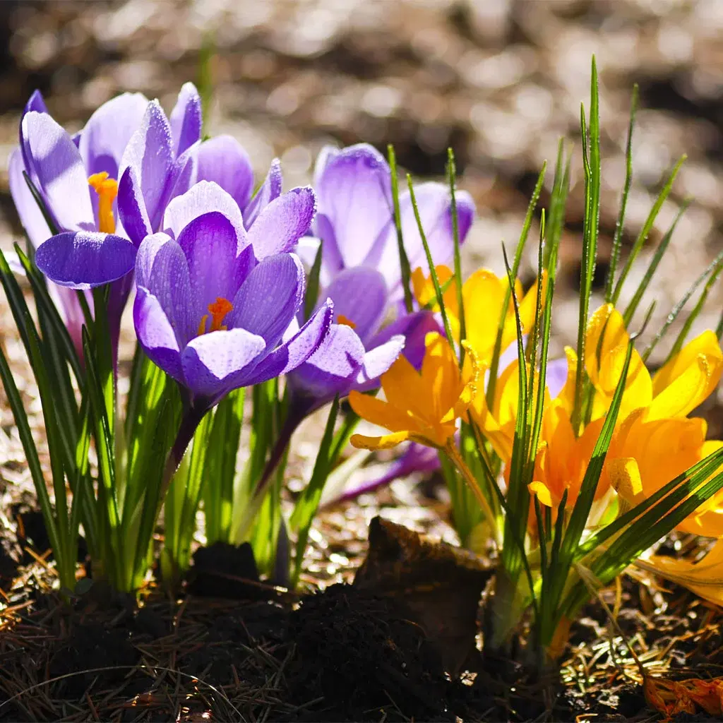 Lavender – planting and care