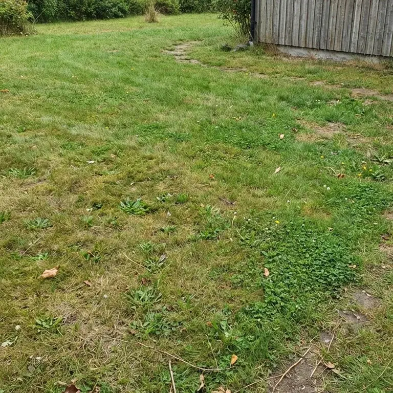 Common lawn problems – how to get your lawn back on track