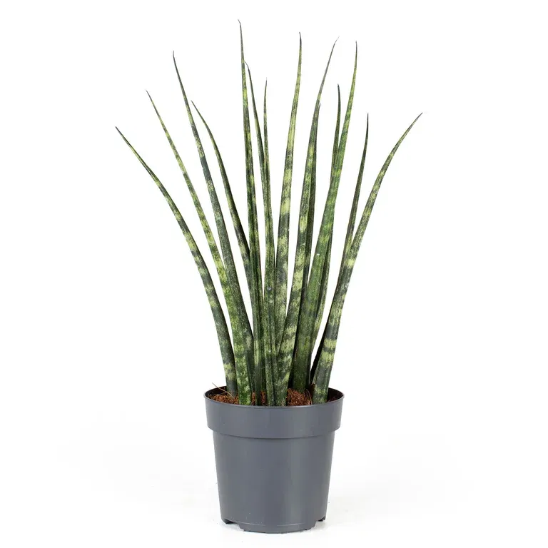 Bajonettlilja ‘Fernwood’