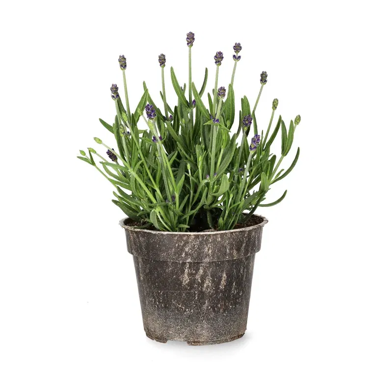 Lavendel 'Felice'