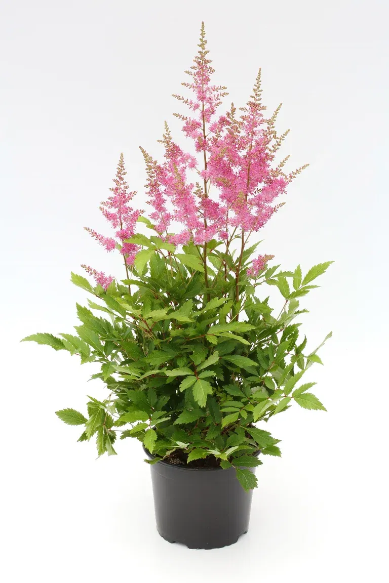 Astilbe