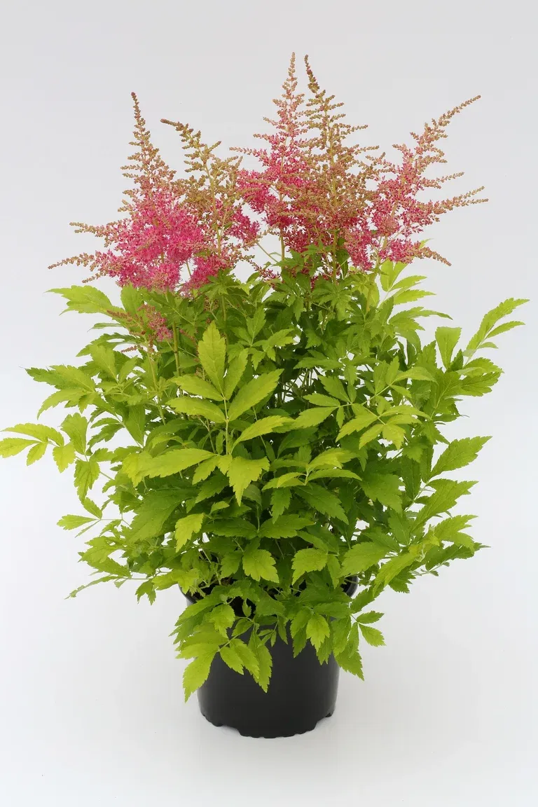 Astilbe
