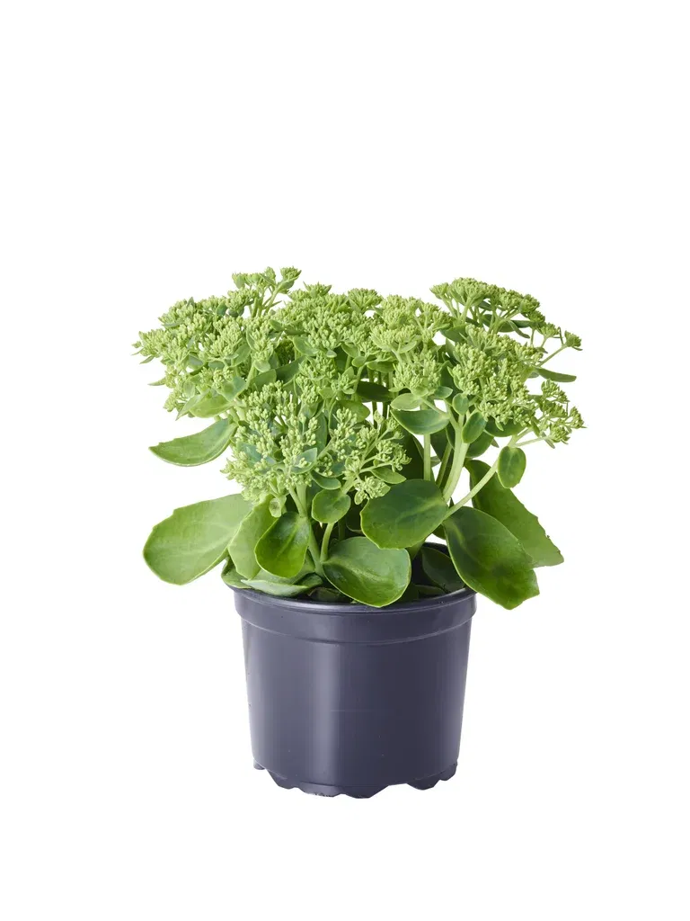 Kärleksört 'Herbstfreude'