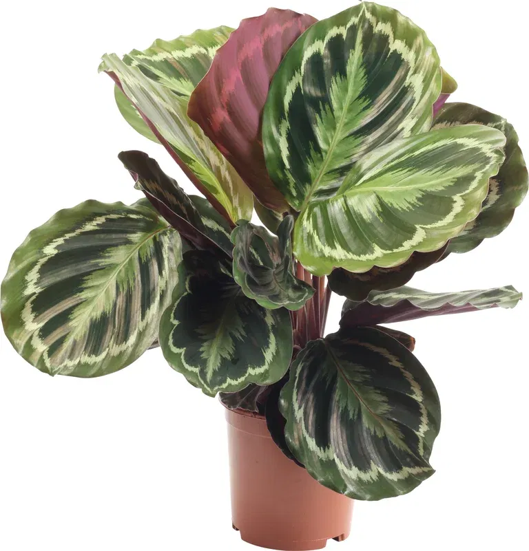 Kalatea 'Medallion'