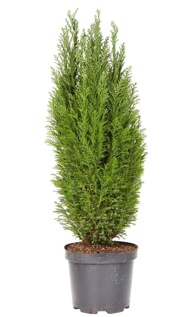 Ädelcypress 'Ellwoodii'