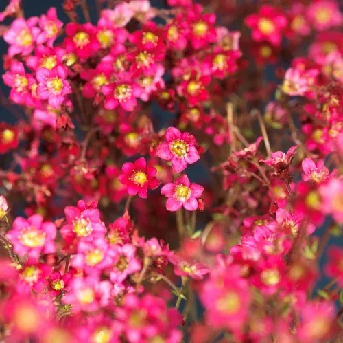 Rosenbräcka, olika sorter