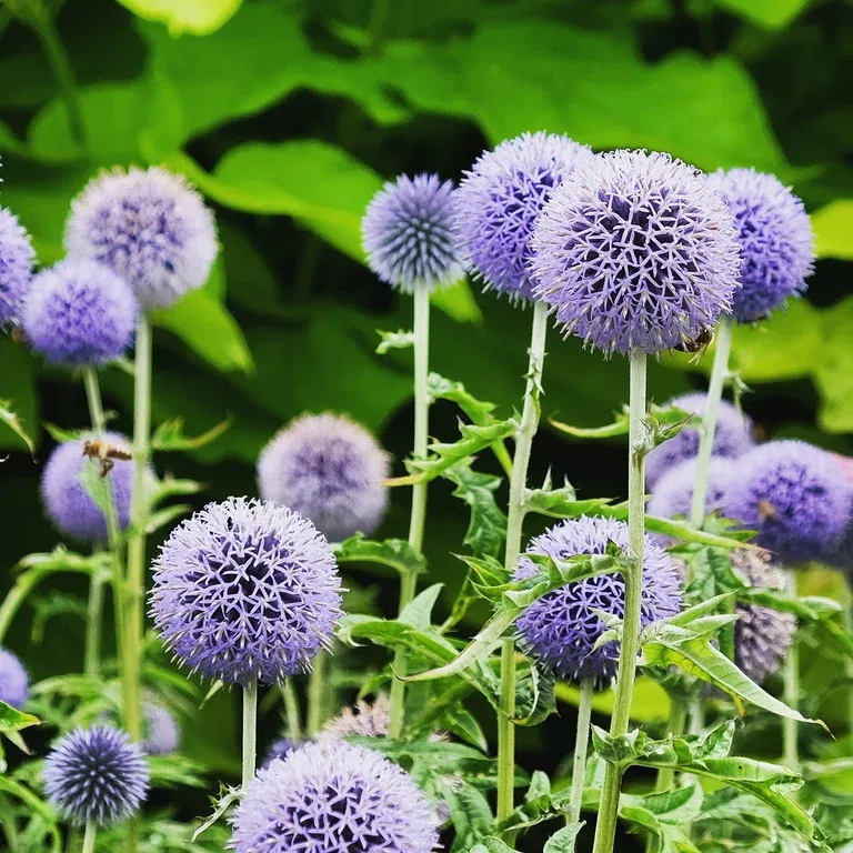 Blå Bolltistel 'Taplow Blue'