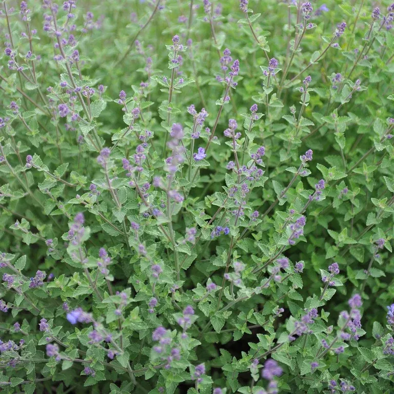 Kantnepeta